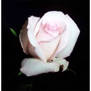 Роза "Эмма"(Emma)